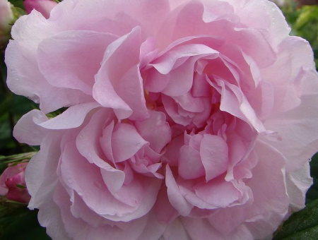 Rosa Duchesse d'Angouleme