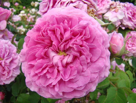 Rosa Duchesse de Berry