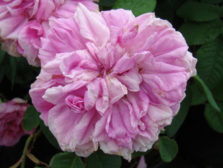 Rosa Enfant de France