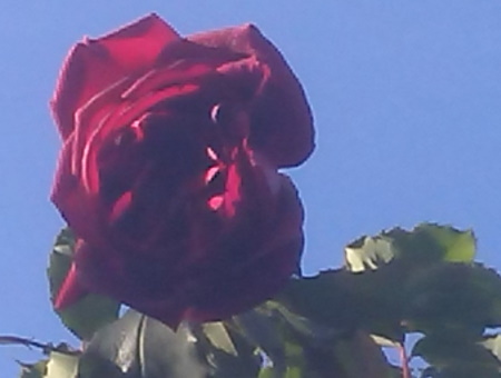 Rosa Etoile d'Hollande