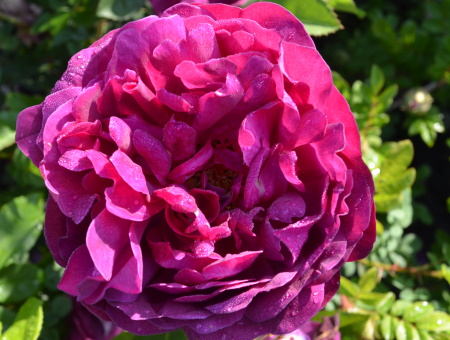 Rosa Gipsy Boy