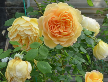 Rosa Golden Celebration®