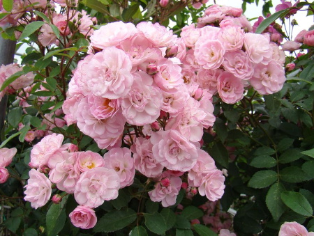 Rosa Heavenly Pink