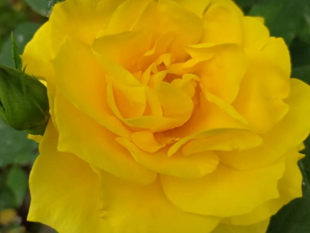 Rosa Korresia