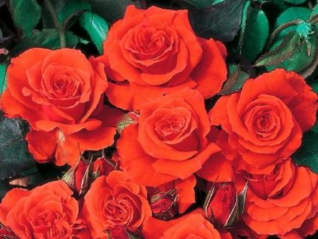 Rosa Orange Sensation®