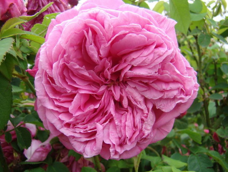 Rosa Paul Ricault