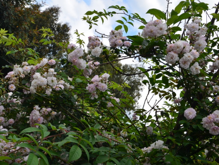 Rosa Pauls Himalayan Musk