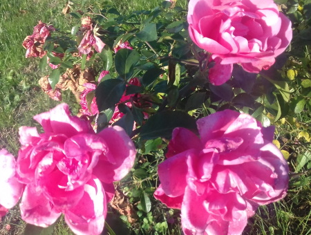 Rosa Pink Knock Out®
