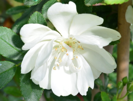 Rosa Purezza