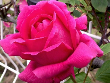 Rosa Roi de Siam