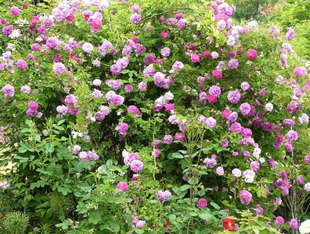 Rosa Multiflora 'Platyphylla'