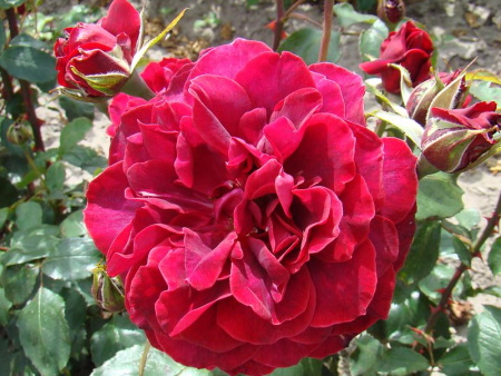 Rosa Roundelay