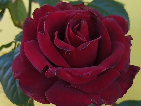 Rosa Schwarze Madonna®