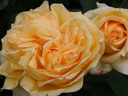 Rosa Sophia®