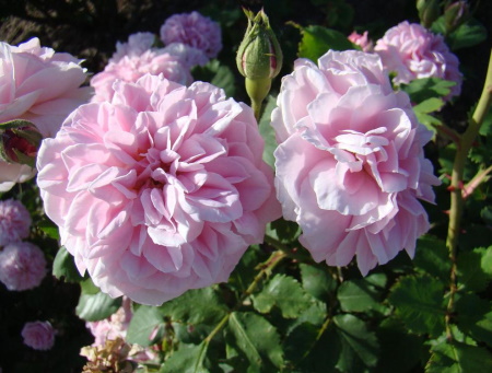 Rosa Souvenir de Mme Auguste Charles