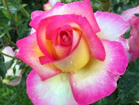 Rosa Sweet Delight®