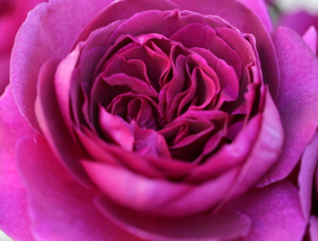 Rosa Timeless Purple®