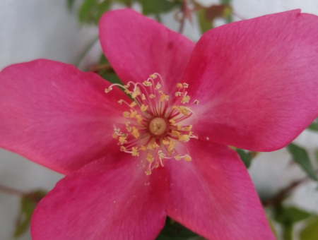 Rosa Chinensis Sanguinea