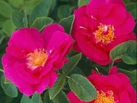 Rosa Duchess of Portland