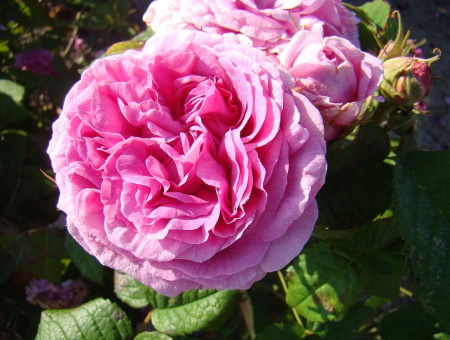 Rosa Duchesse de Rohan