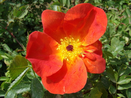 Rosa Foetida 'Bicolor'