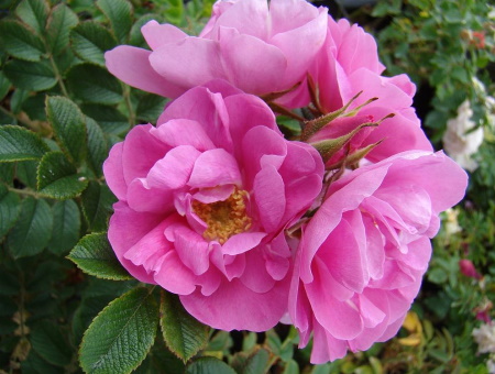 Rosa Jens Munk