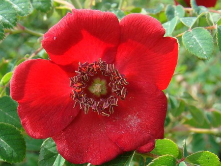 Rosa Moyesii 'Geranium'