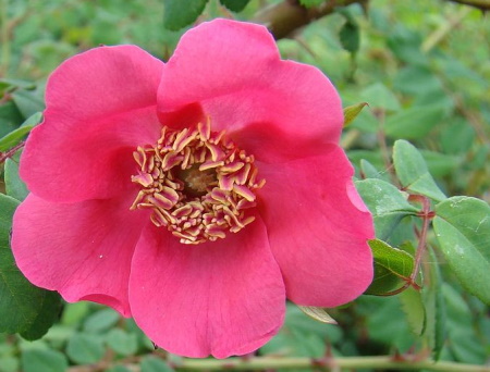 Rosa Moyesii