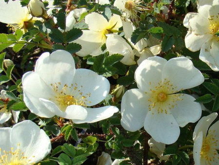 Rosa Pimpinellifolia 'Dunwich Rose'