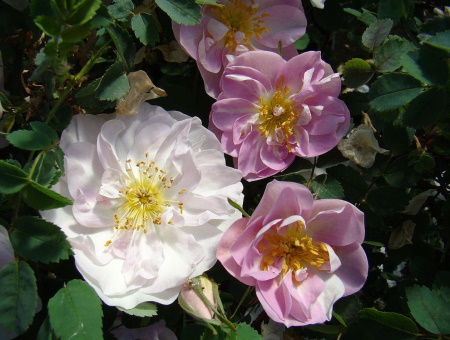 Rosa Pimpinellifolia Mon Amie Claire