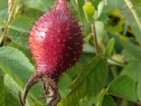 Rosa Pomifera