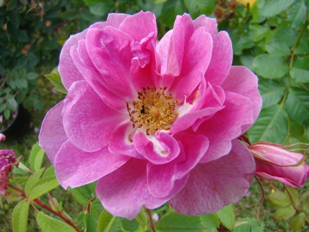 Rosa californica “plena”