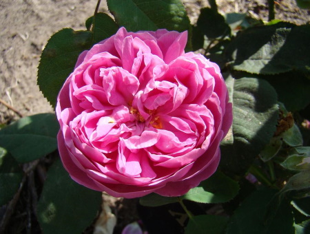 Rosa Rose de l'Alhambra