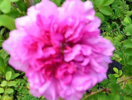 Rosa Roxburghii Plena