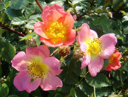 Rosa Rubiginosa Lady Penzance