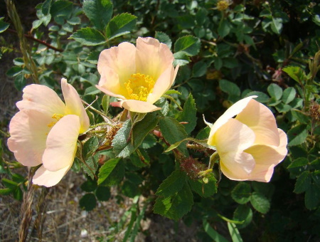 Rosa Rubiginosa 'Lord Penzance'