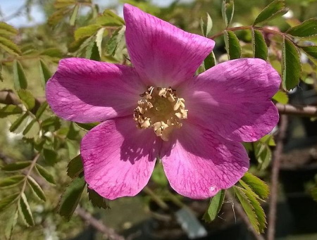 Rosa Willmottiae