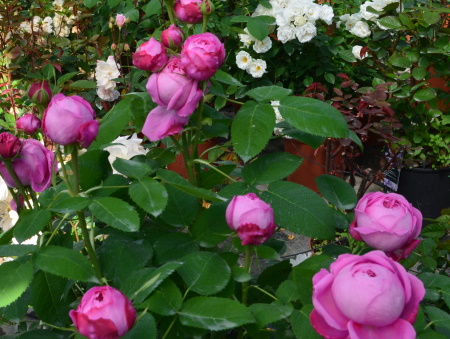 Rosa - (Rosa hybrida) - Boccioli e petali per rituali e Magia