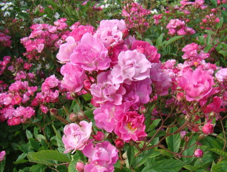 Rosa Belinda