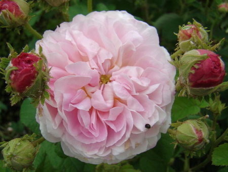 Rosa Belle Isis