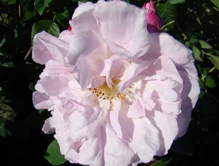 Rosa Celsiana