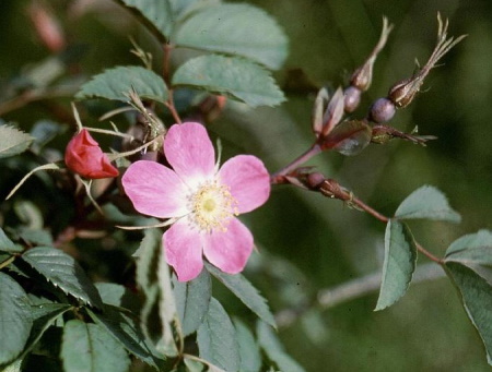 Rosa Glauca