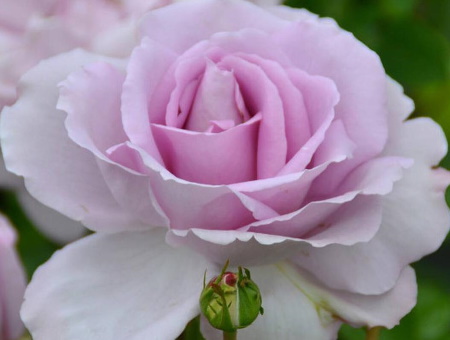 Rosa La Rose du Petit Prince