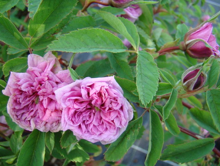 Rosa Cinnamomea Plena