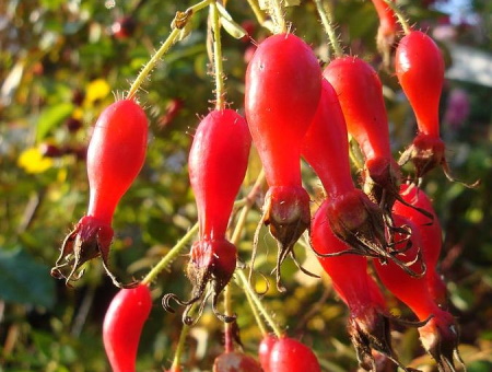 Rosa Davidii