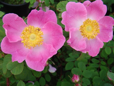 Rosa Hemsleyana