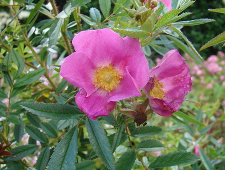 Rosa Nitida