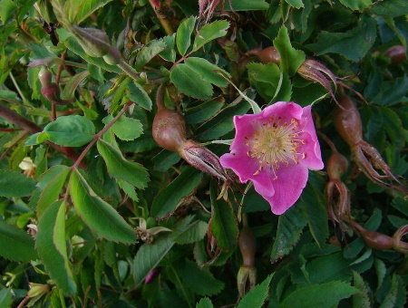 Rosa Pendulina Pyrenaica