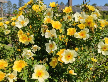 Rosa Pimpinellifolia Aicha