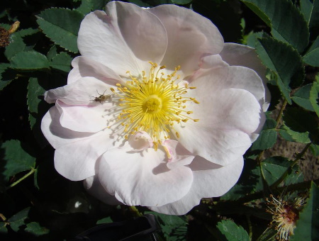 Rosa Pimpinellifolia Single Perpetual